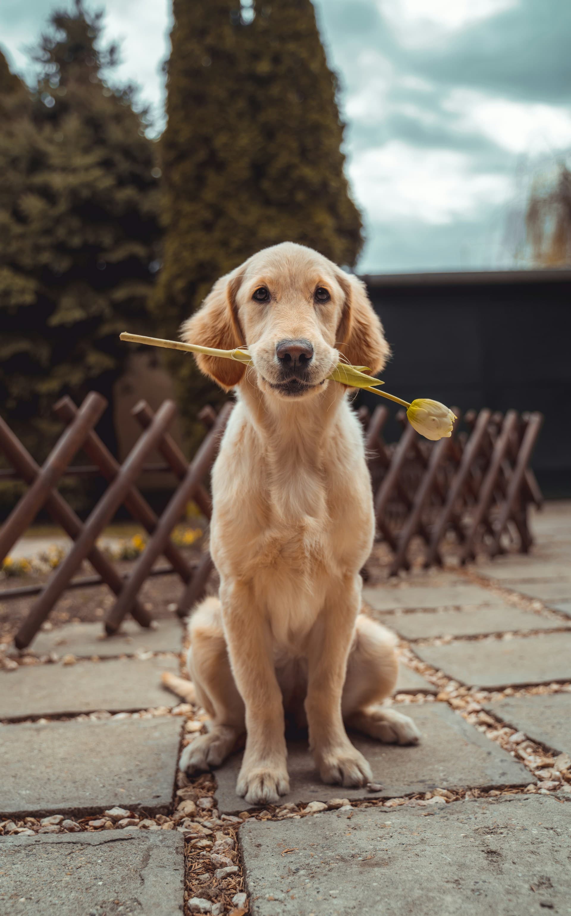 Happy golden retriever holding a flower at Paws & Play daycare